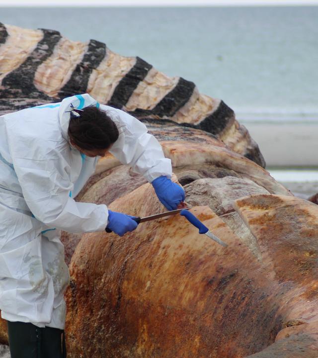 ARCHIV - 03.06.2026, Dänemark, Anholt: Die Obduktion des als «Timmy» bekannten Buckelwals am Strand der dänischen Insel Anholt hat begonnen.