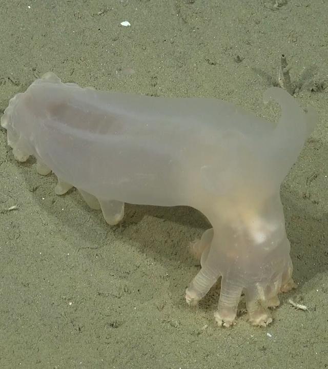 Eine Krake an einem Felsen.