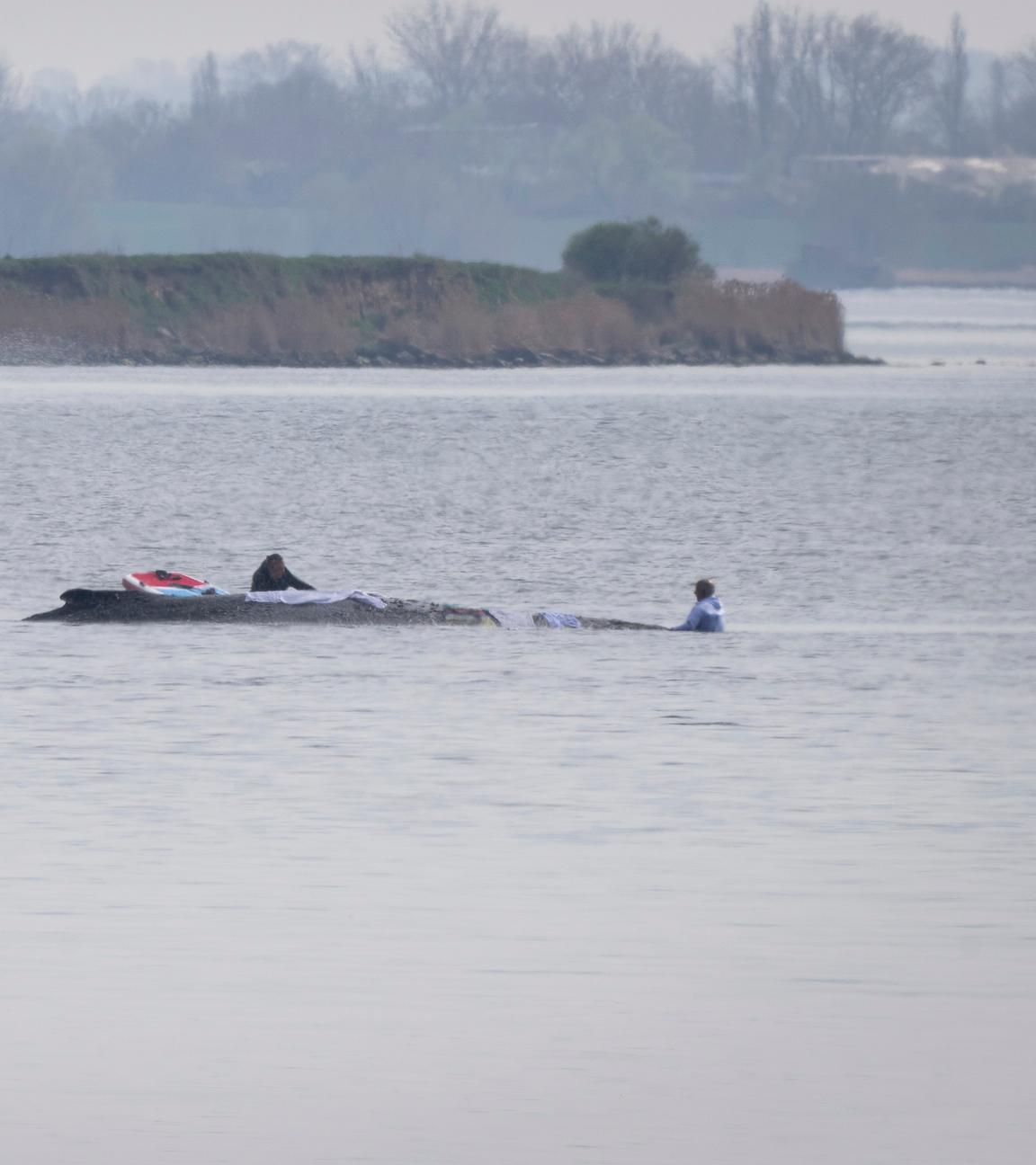 ecklenburg-Vorpommern, Poel: Helfer legen Tücher über den gestrandeten Wal.