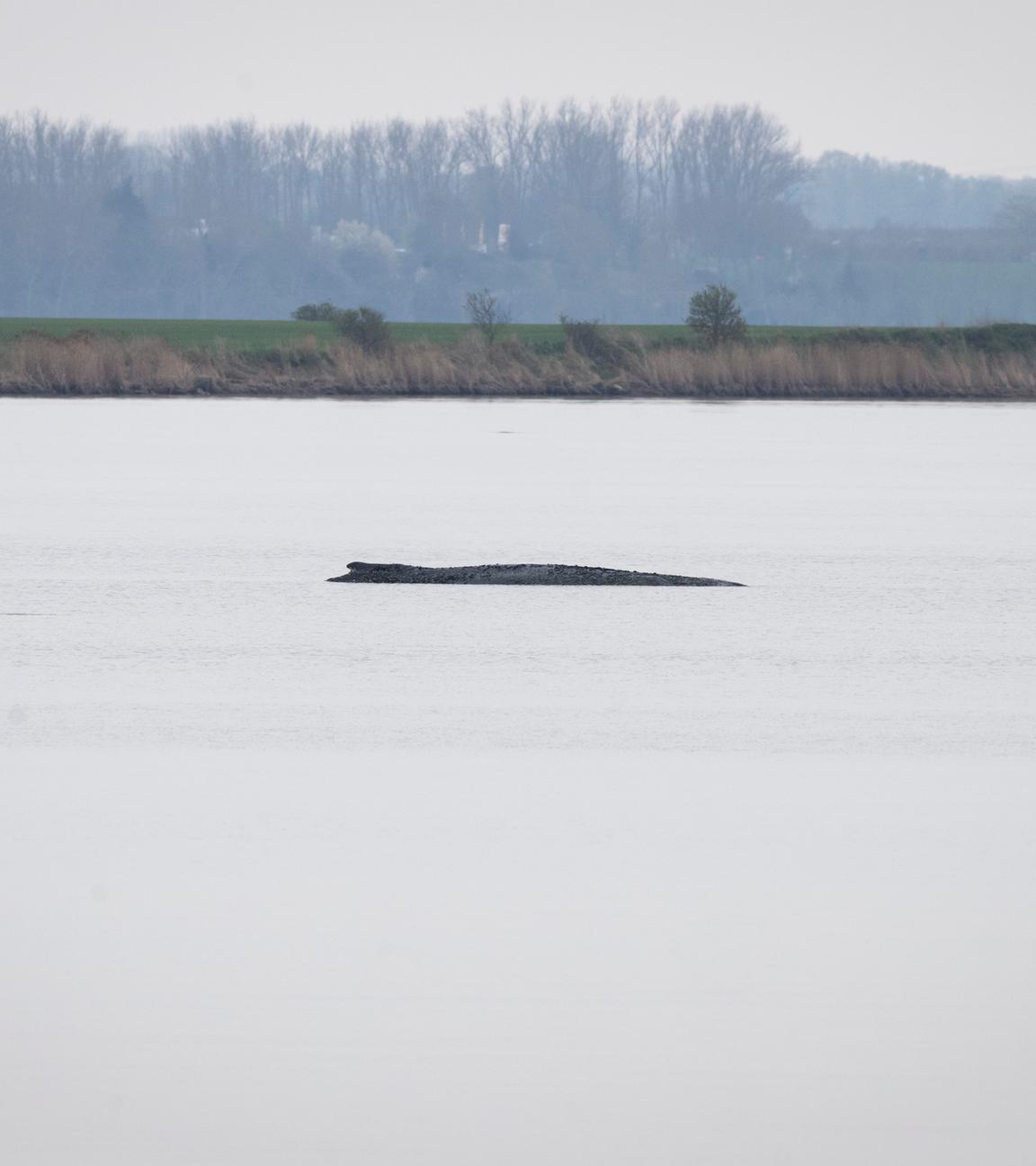 14.04.2026, Mecklenburg-Vorpommern, Wismar: Der Buckelwal liegt weiterhin vor der Insel Poel.