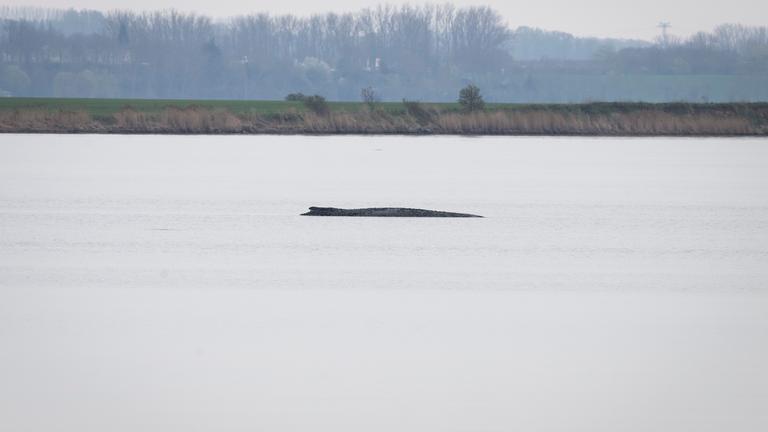 14.04.2026, Mecklenburg-Vorpommern, Wismar: Der Buckelwal liegt weiterhin vor der Insel Poel.