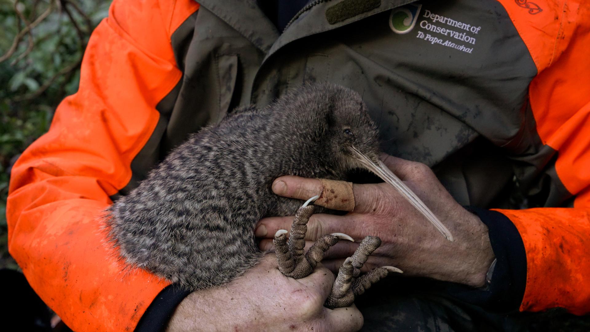 Seltener Kiwi-Vogel in Neuseeland entdeckt