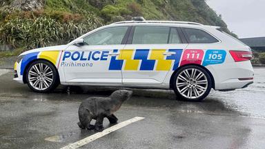 Neuseeland, Wellington: Polizei hilft einem Seehund eine stark befahrene Straße zu überqueren