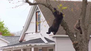 Schwarzbär klettert auf Baum in Wohngebiet