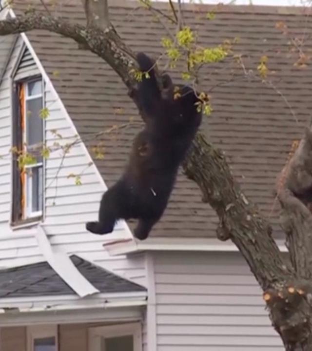 Bär hängt im Baum fest
