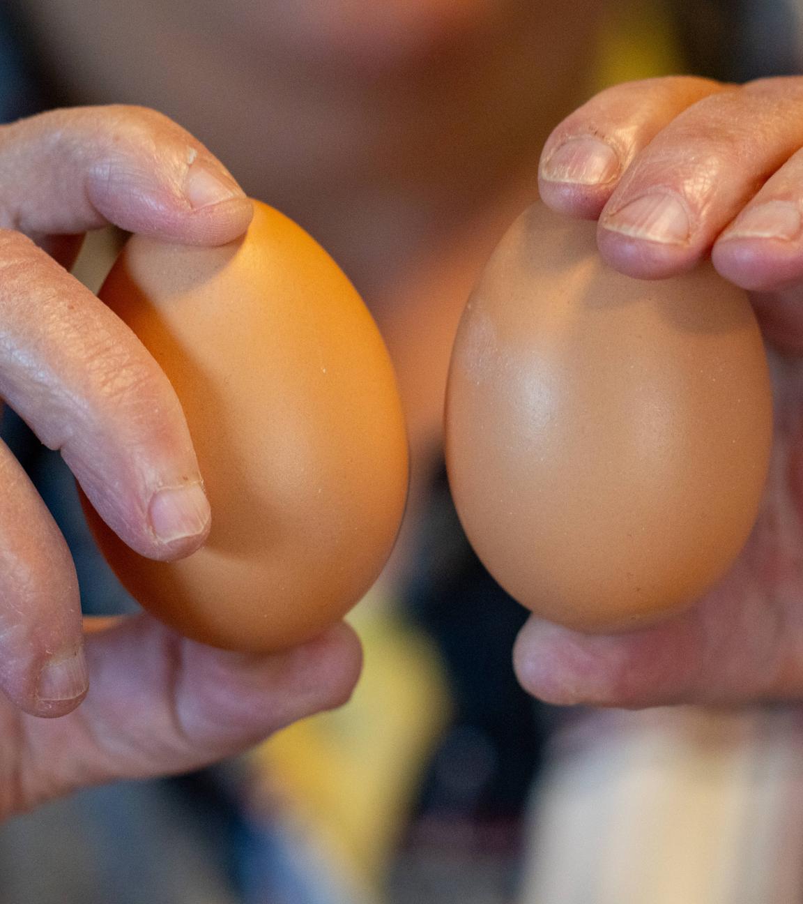 Zwei Eier werden in die Kamera gehalten.