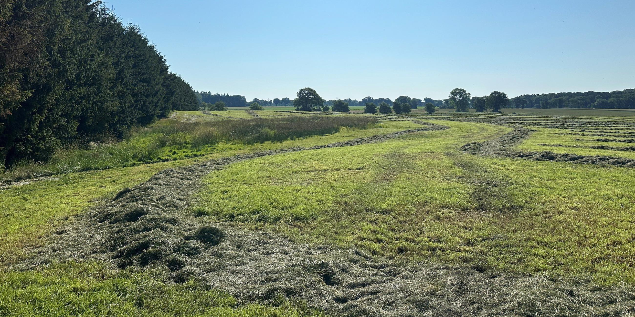 Blick auf eine abgemähte Wiese nahe des Fundeortes einer Kinderleiche im Landkreis Stade, aufgenommen am 25.06.2024