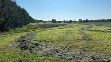 Blick auf eine abgemähte Wiese nahe des Fundeortes einer Kinderleiche im Landkreis Stade, aufgenommen am 25.06.2024