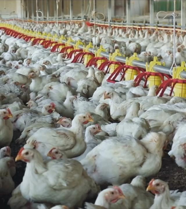 Niedersachsen Vogelgrippe Betrieb