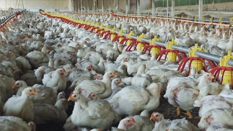 Niedersachsen Vogelgrippe Betrieb