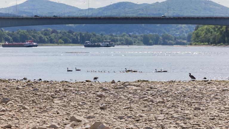 Nordrhein-Westfalen, Bonn: Kanadagänse und ihr Nachwuchs schwimmen bei Trockenheit und Niedrigwasser am Rhein bei Bonn vor einem Termin mit Bundesumweltminister Schneider (SPD). 