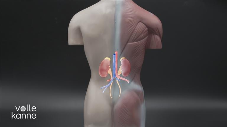 Fünf Fragen an die Niere
