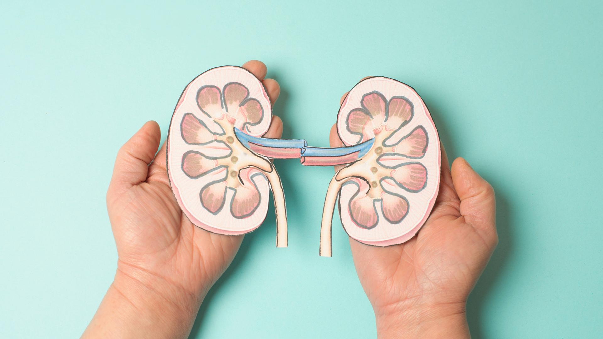 Modelle von zwei Nieren werden in Händen gehalten.