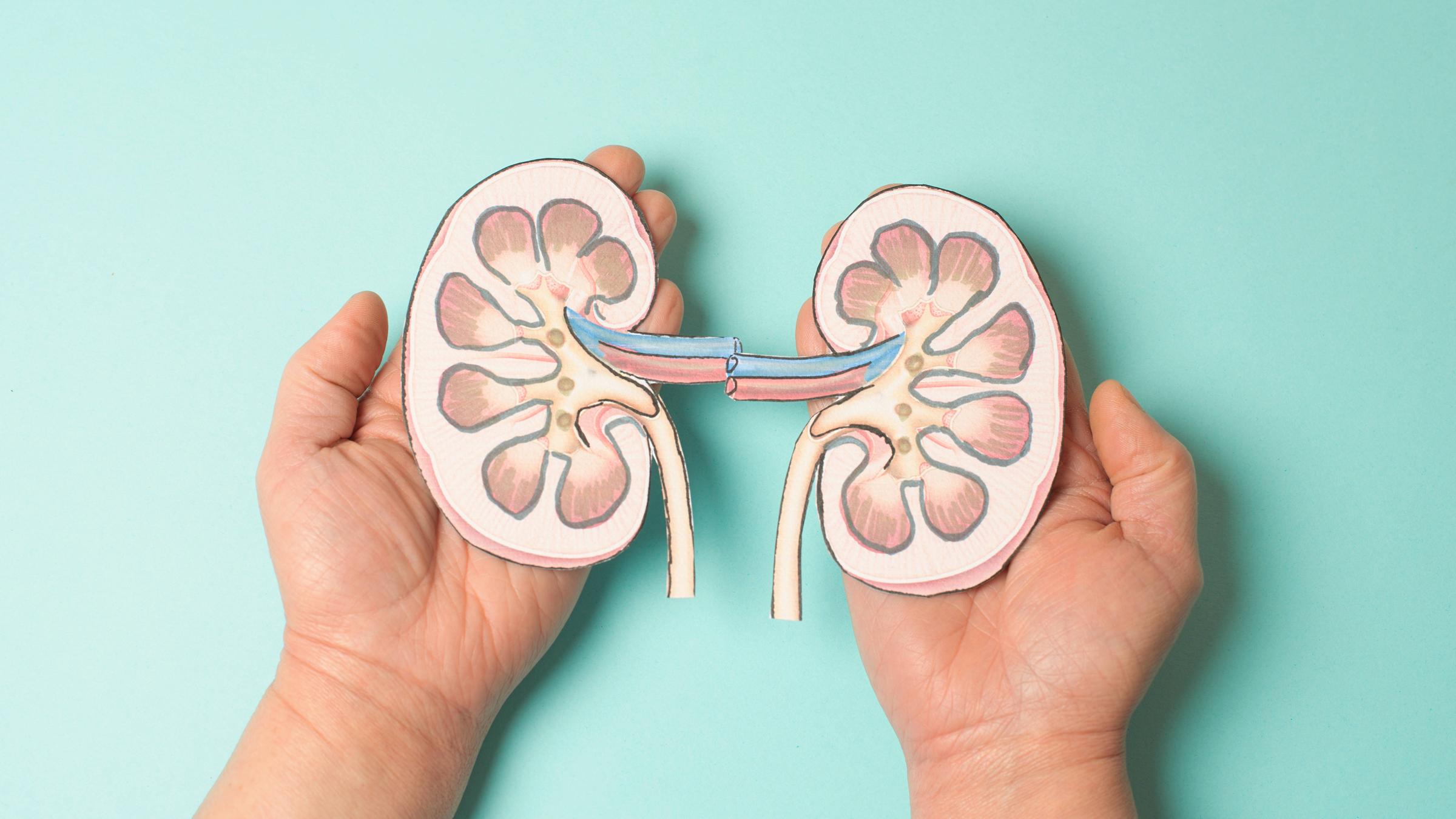 Modelle von zwei Nieren werden in Händen gehalten.