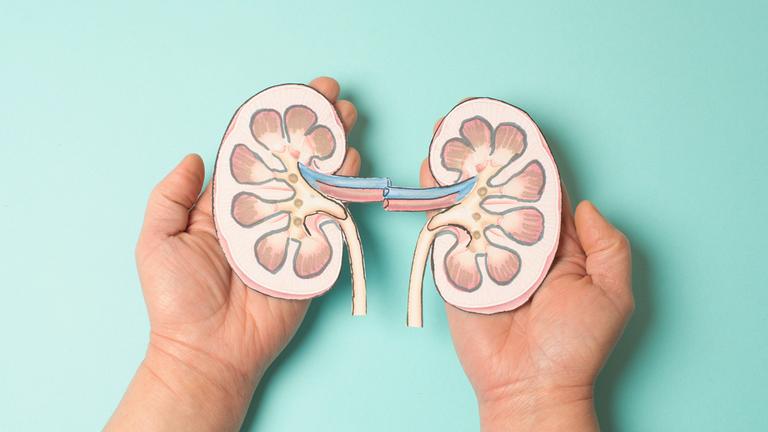 Modelle von zwei Nieren werden in Händen gehalten.