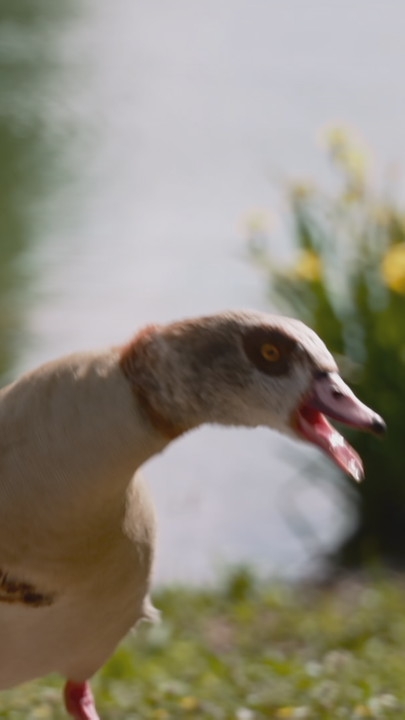 Nilgänse in Deutschland
