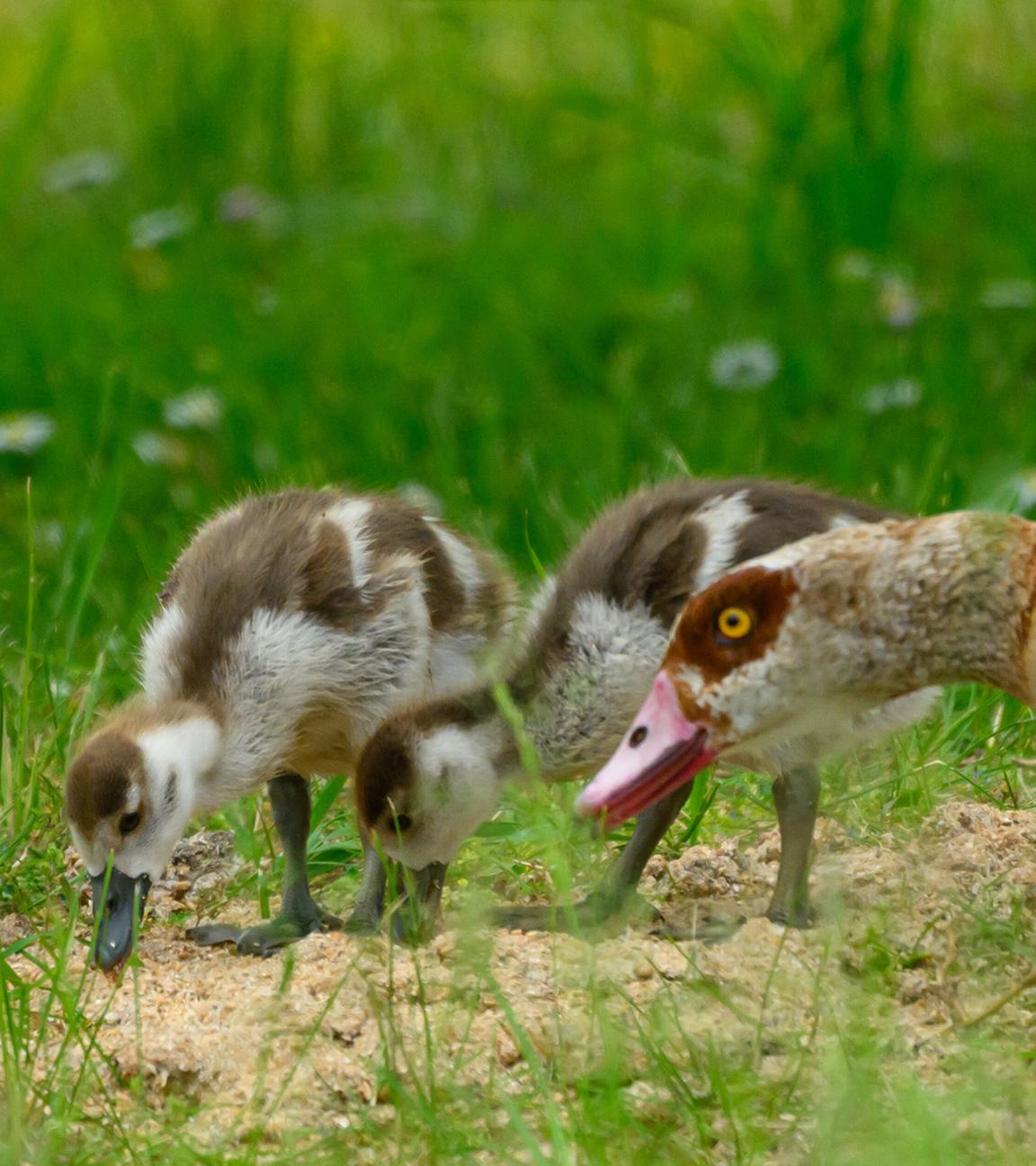 Eine Nilgans (Alopochen aegyptiaca) ist mit ihrem Nachwuchs auf einer Wiese an einem Dorfteich unterwegs. (Archivbild)
