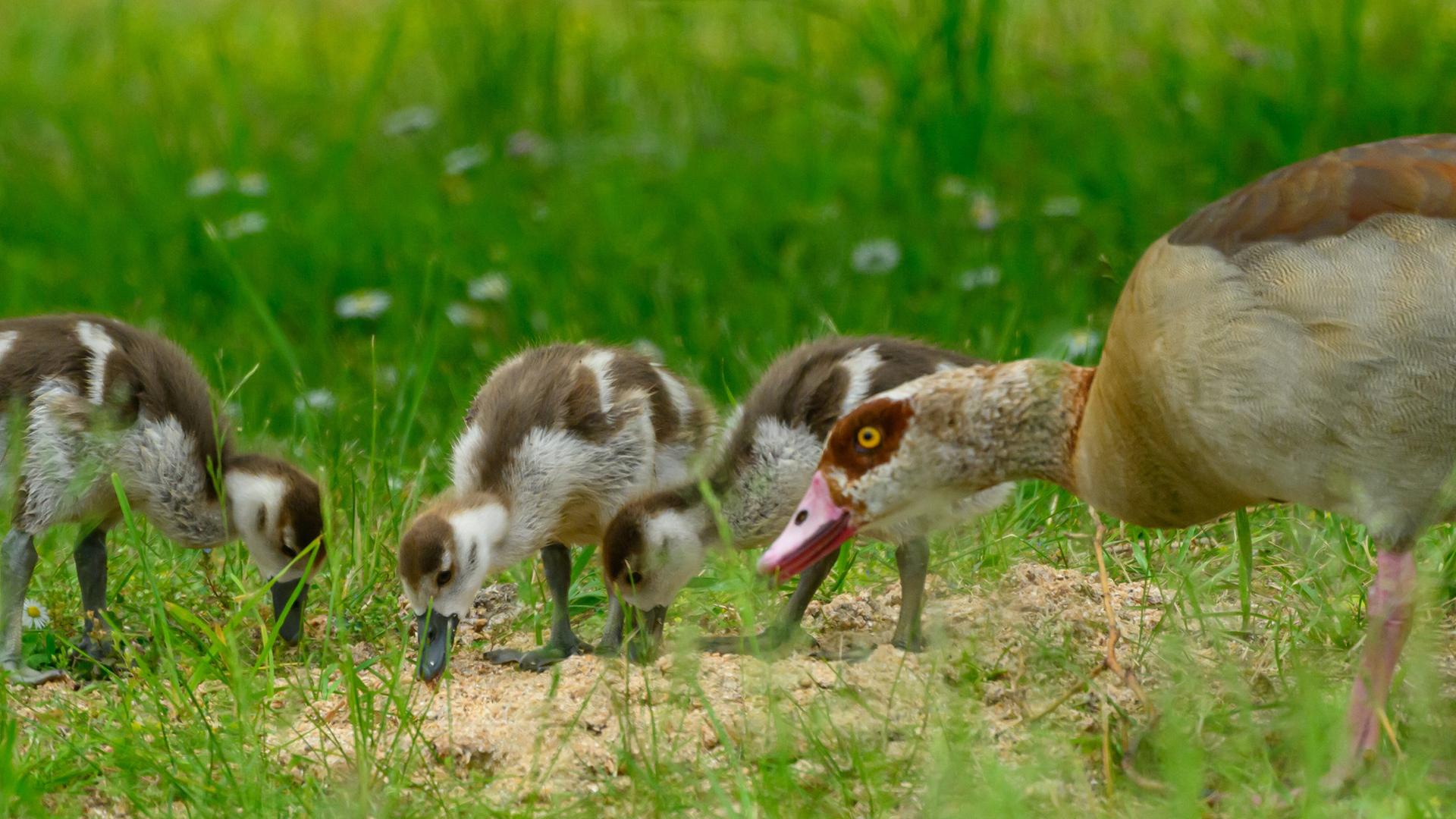 Eine Nilgans (Alopochen aegyptiaca) ist mit ihrem Nachwuchs auf einer Wiese an einem Dorfteich unterwegs. (Archivbild)