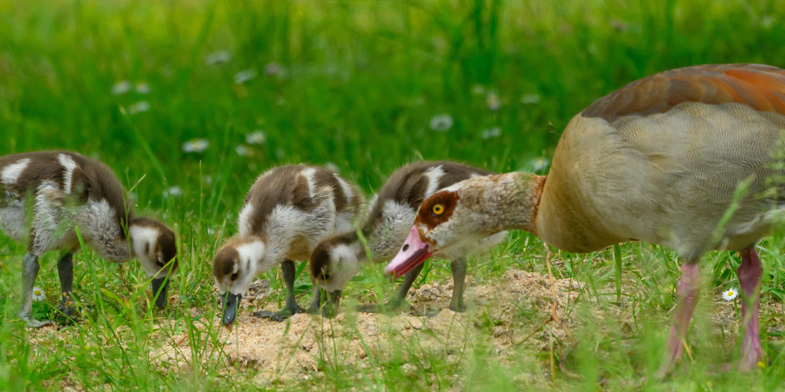 Eine Nilgans (Alopochen aegyptiaca) ist mit ihrem Nachwuchs auf einer Wiese an einem Dorfteich unterwegs. (Archivbild)