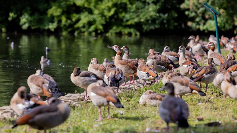 An einem Ufer eines Weihers im Kölner Stadtwald rasten Nilgänse.