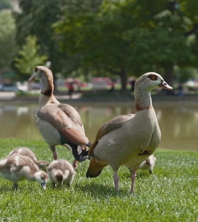 Nilgansfamilie vor Wasserstelle