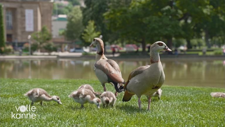 Nilgansfamilie vor Wasserstelle