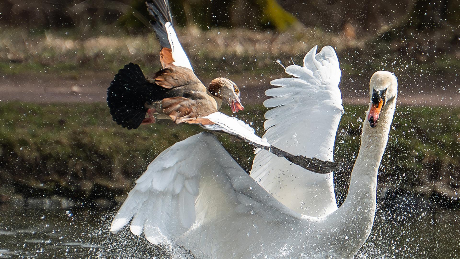 Ein Schwan und eine Nilgans kämpfen in einem See im Schlosspark Donaueschingen gegeneinander. Aufgenommen am 17.03.2025.