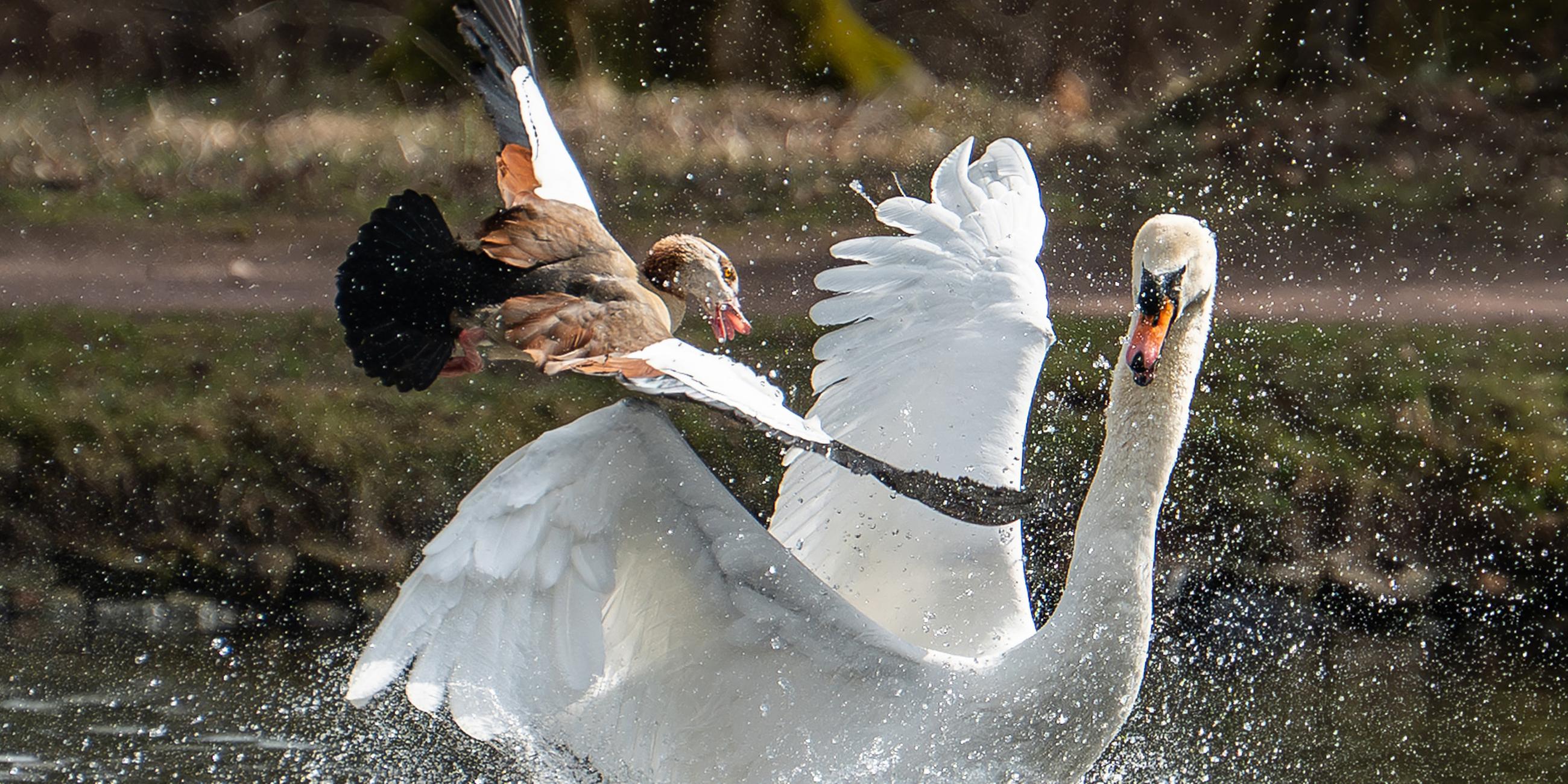Ein Schwan und eine Nilgans kämpfen in einem See im Schlosspark Donaueschingen gegeneinander. Aufgenommen am 17.03.2025.