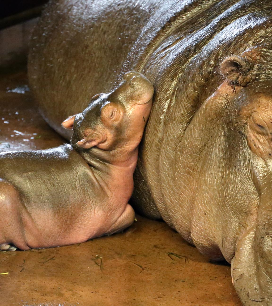 Nilpferd-Nachwuchs im Berliner Zoo