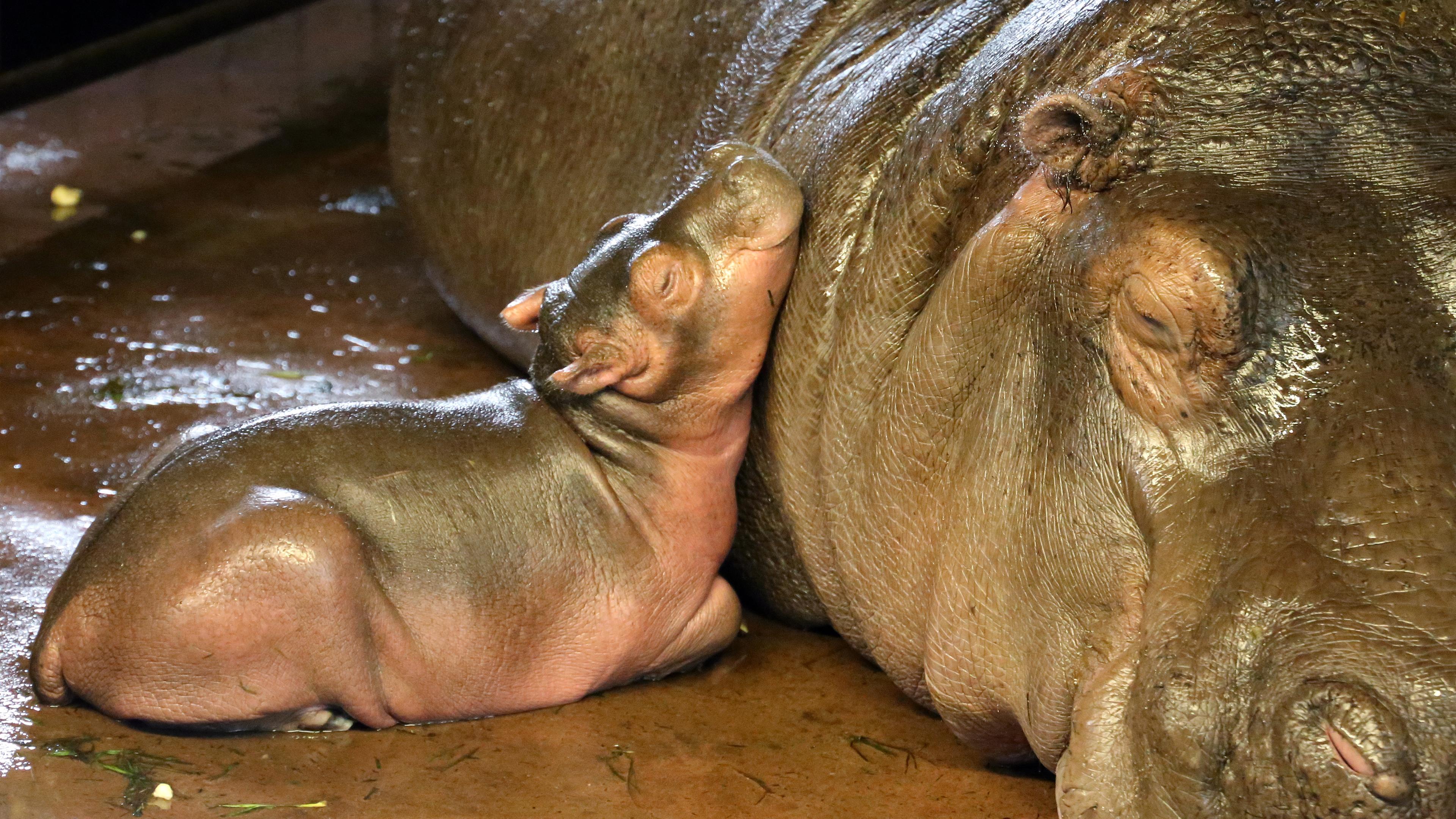 Nilpferd-Nachwuchs im Berliner Zoo