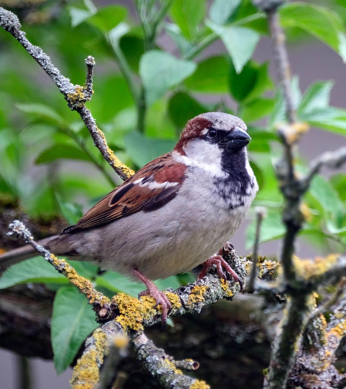 Ein Haussperling ( Passer domesticus ), auch Spatz oder Hausspatz genannt, sitzt auf einem Ast.
