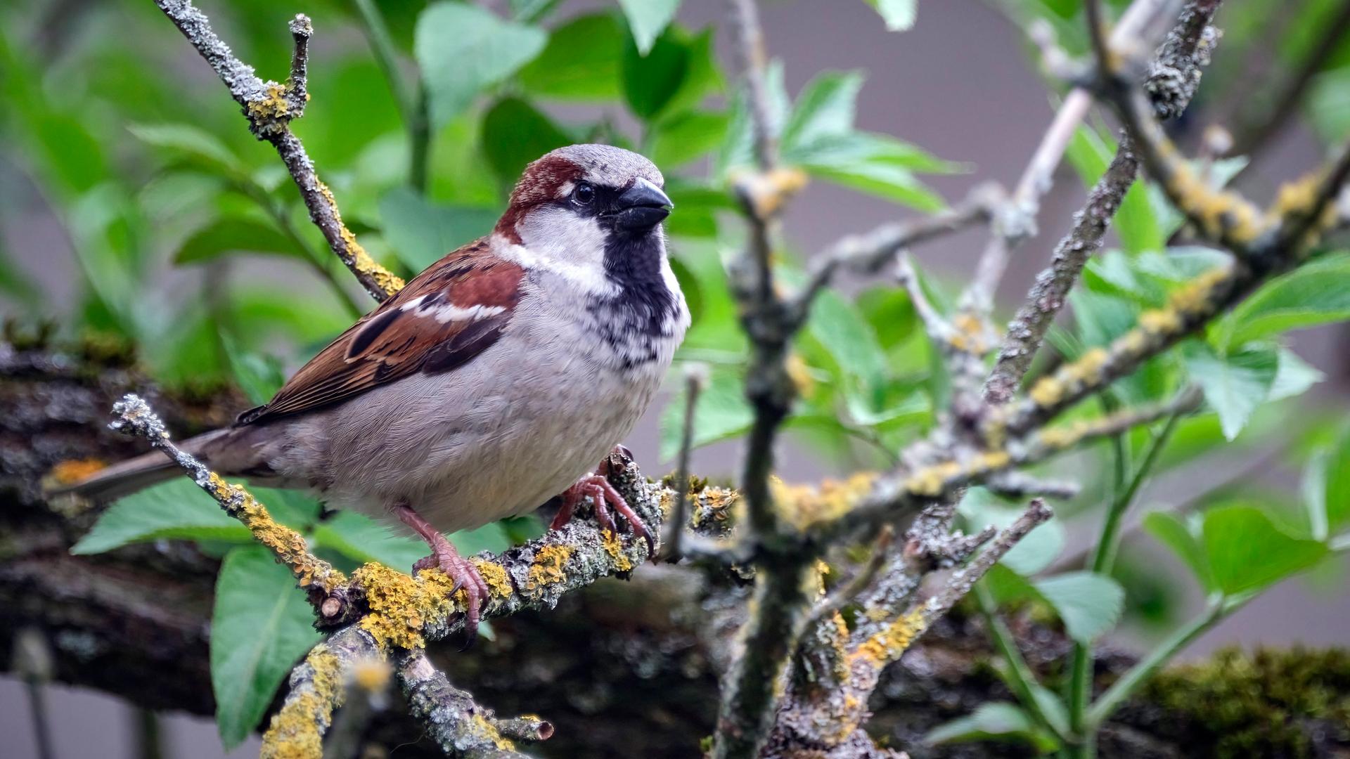 Ein Haussperling ( Passer domesticus ), auch Spatz oder Hausspatz genannt, sitzt auf einem Ast.