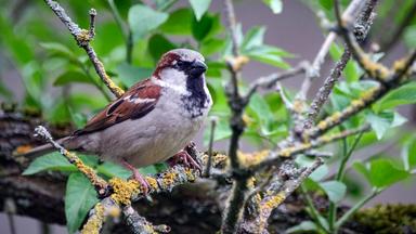 Ein Haussperling ( Passer domesticus ), auch Spatz oder Hausspatz genannt, sitzt auf einem Ast.