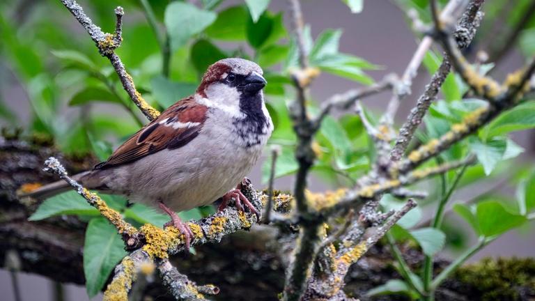Ein Haussperling ( Passer domesticus ), auch Spatz oder Hausspatz genannt, sitzt auf einem Ast.