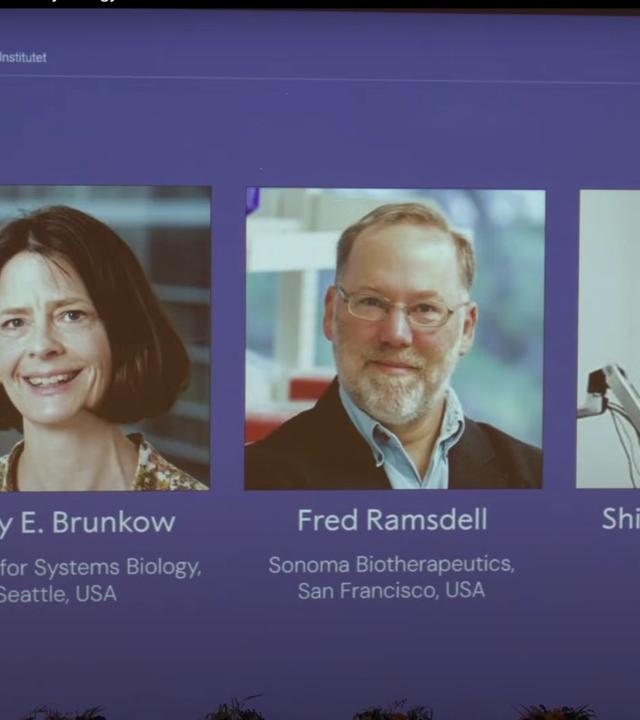 er Nobelpreis für Medizin geht in diesem Jahr an Mary Brunkow, Fred Ramsdell (beide USA) und Shimon Sakaguchi (Japan). Ausgezeichnet werden ihre Entdeckungen zu einer Form der Immuntoleranz, einer stark verminderten Reaktion des Immunsystems gegenüber bestimmten Auslösern.