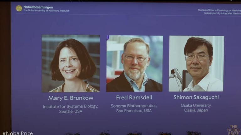 er Nobelpreis für Medizin geht in diesem Jahr an Mary Brunkow, Fred Ramsdell (beide USA) und Shimon Sakaguchi (Japan). Ausgezeichnet werden ihre Entdeckungen zu einer Form der Immuntoleranz, einer stark verminderten Reaktion des Immunsystems gegenüber bestimmten Auslösern.
