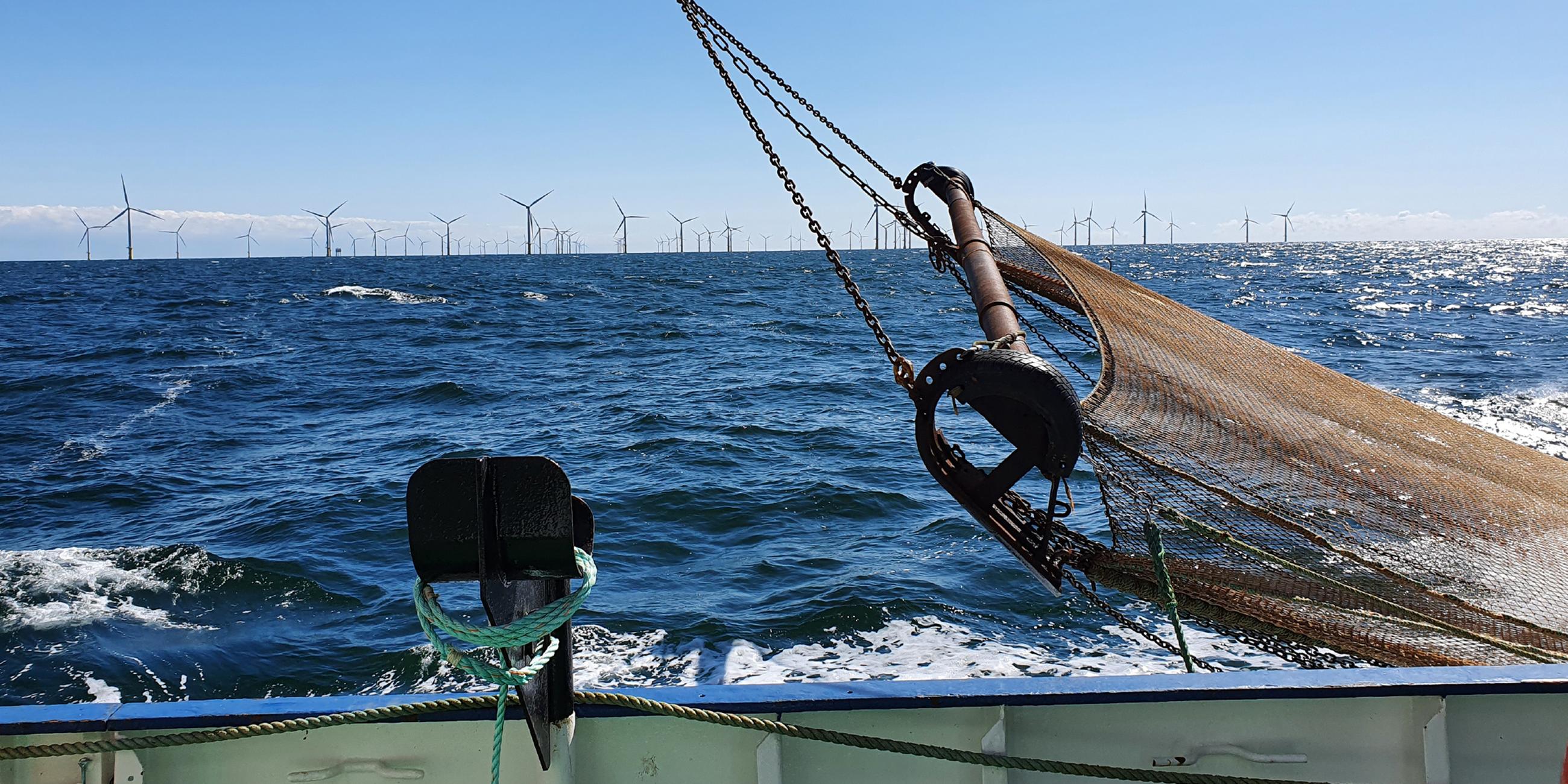 Baumkurre Nordsee