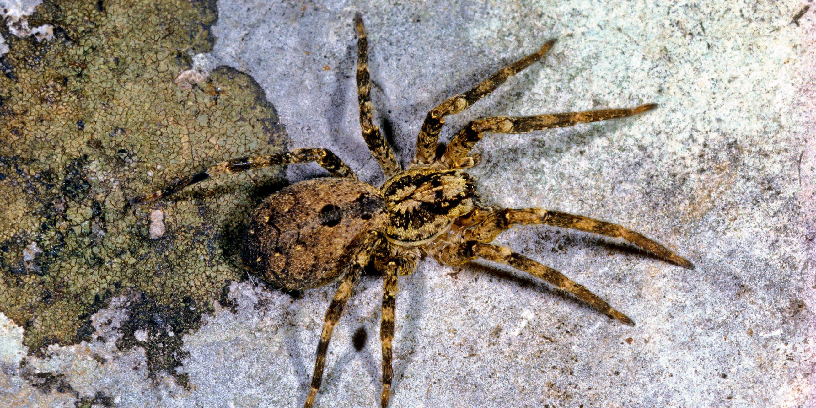 Nosferatu-Spinne