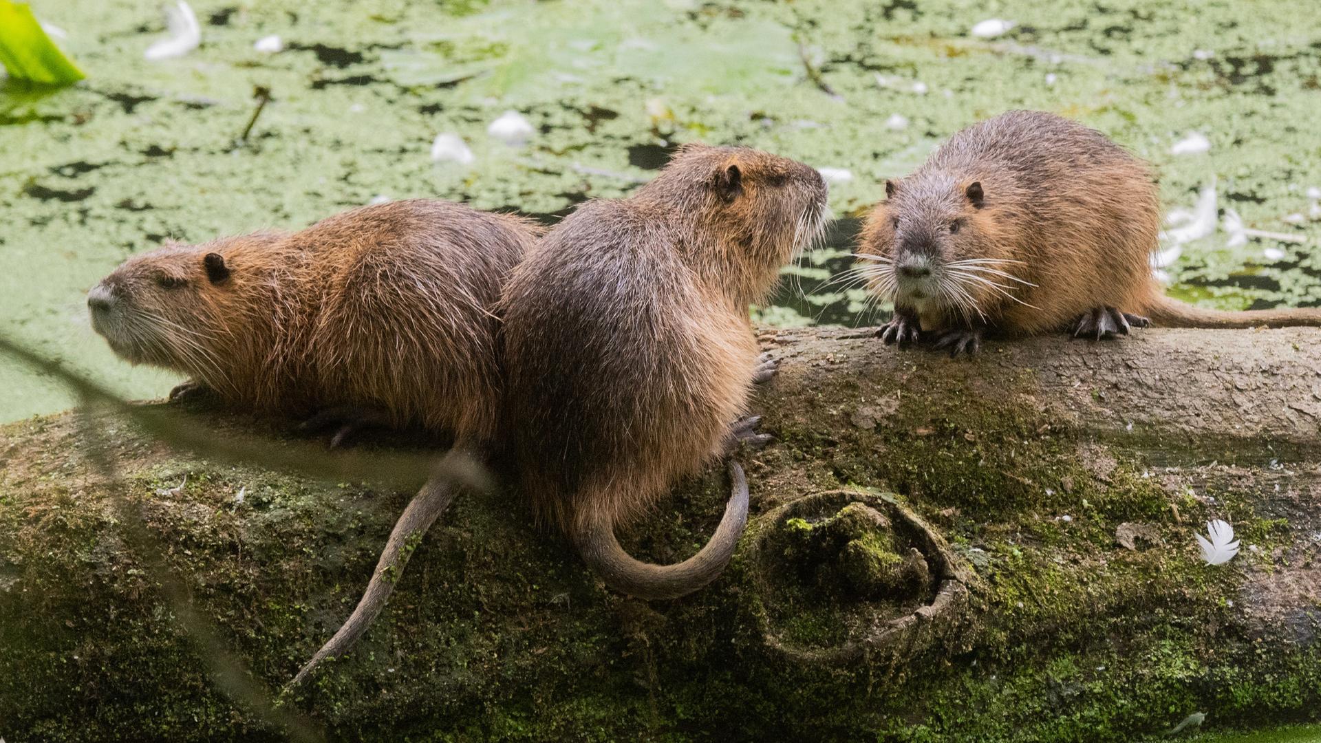  Drei Nutrias sitzen im Naturschutzgebiet Alte Leine in der Region Hannover auf einem Baumstamm. (Archiv)