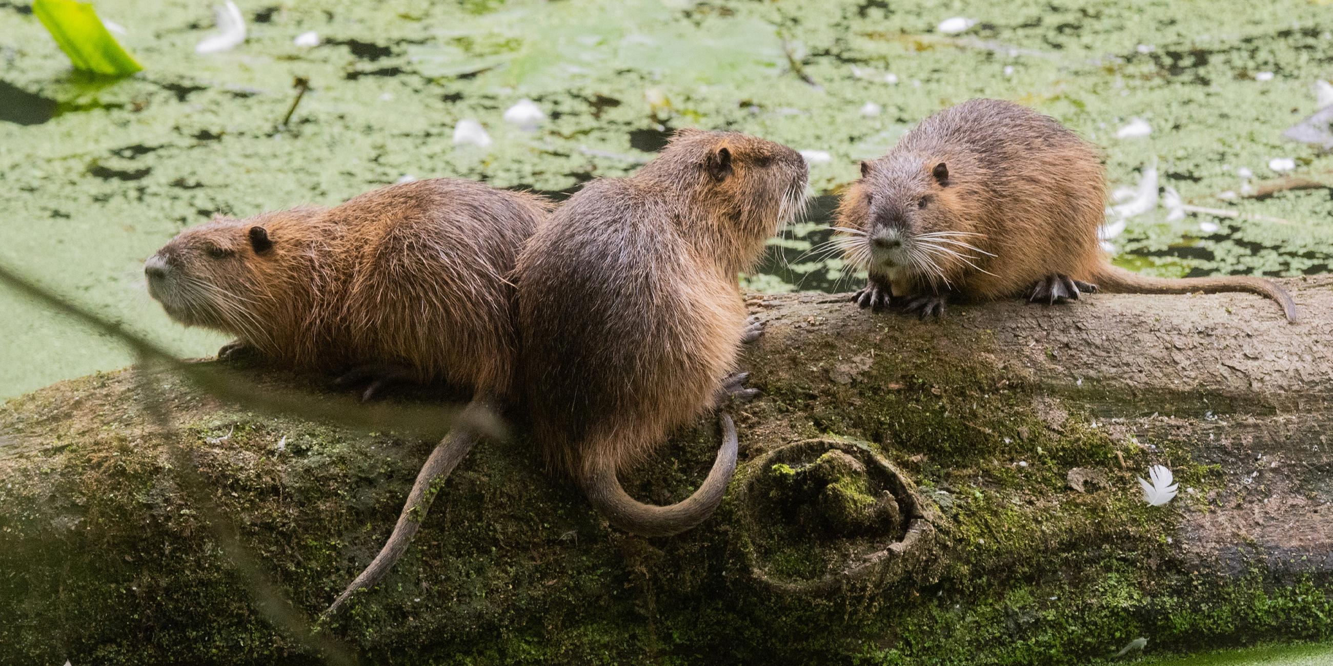  Drei Nutrias sitzen im Naturschutzgebiet Alte Leine in der Region Hannover auf einem Baumstamm. (Archiv)