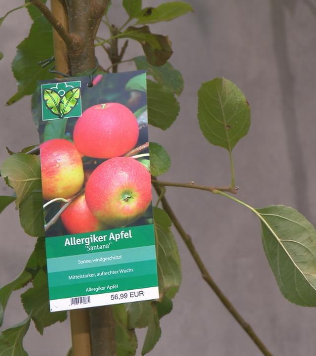 Obstbäume