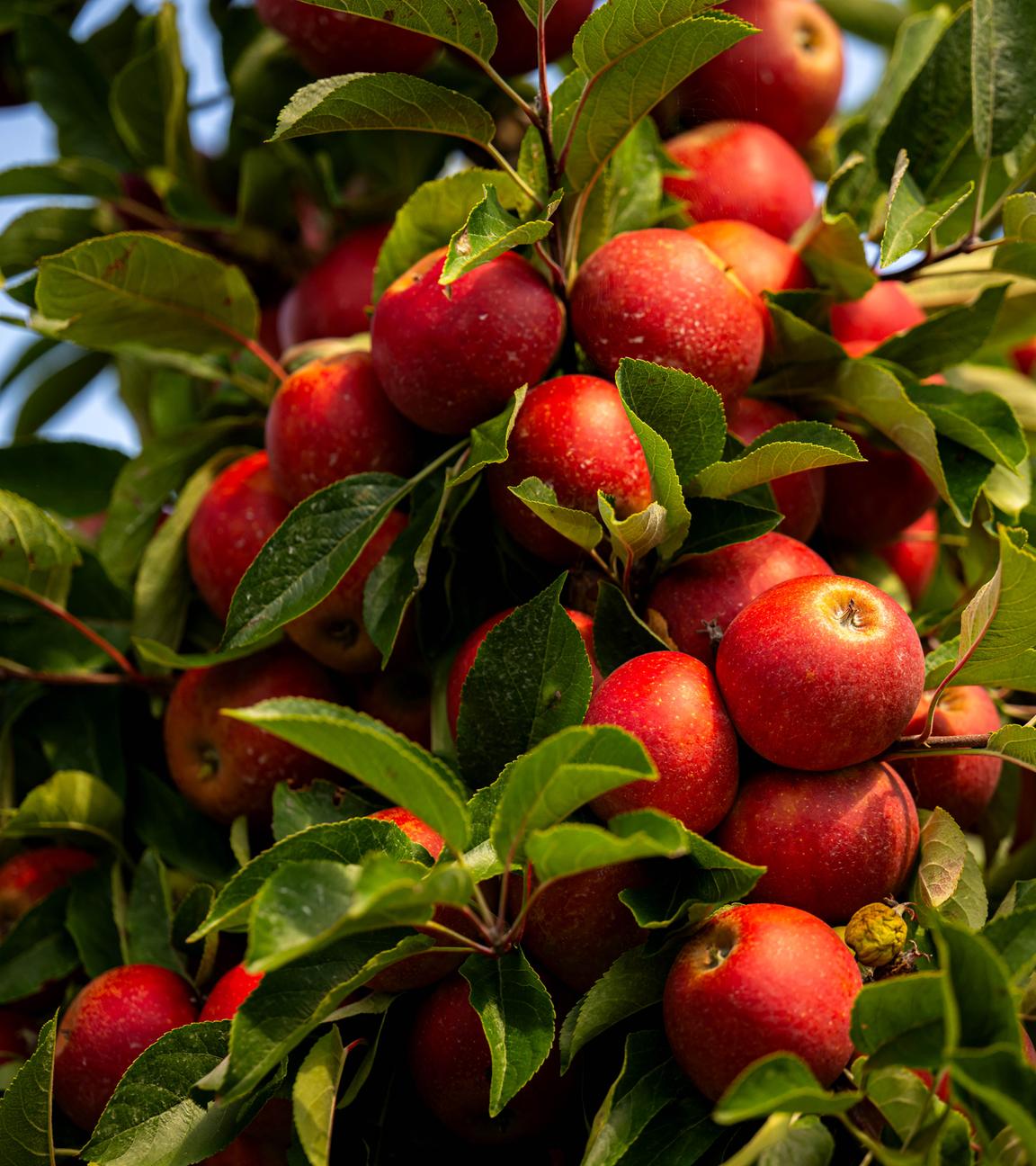 Die Obstbäume im Alten Land tragen derzeit viele Äpfel, manche zu viele. 