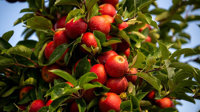 Die Obstbäume im Alten Land tragen derzeit viele Äpfel, manche zu viele. 