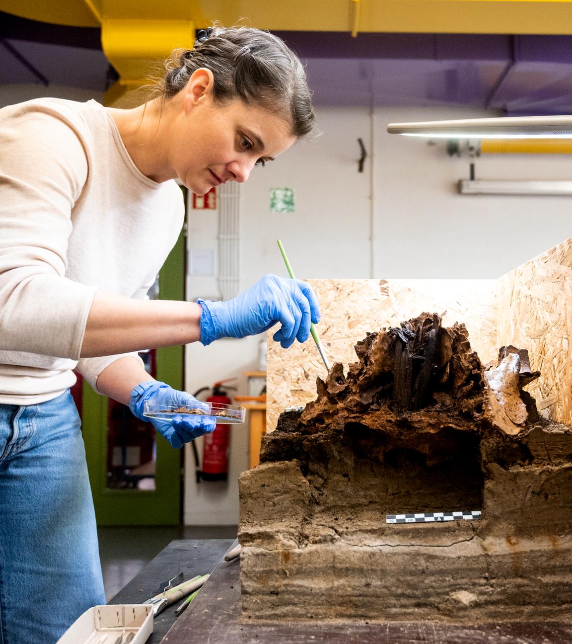 Eine Frau untersucht einen archäologischen Fund: Einen Holzpflock in einem rund 10.500 Jahre alten Auerochsenschädel