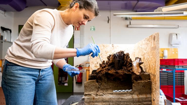 Eine Frau untersucht einen archäologischen Fund: Einen Holzpflock in einem rund 10.500 Jahre alten Auerochsenschädel