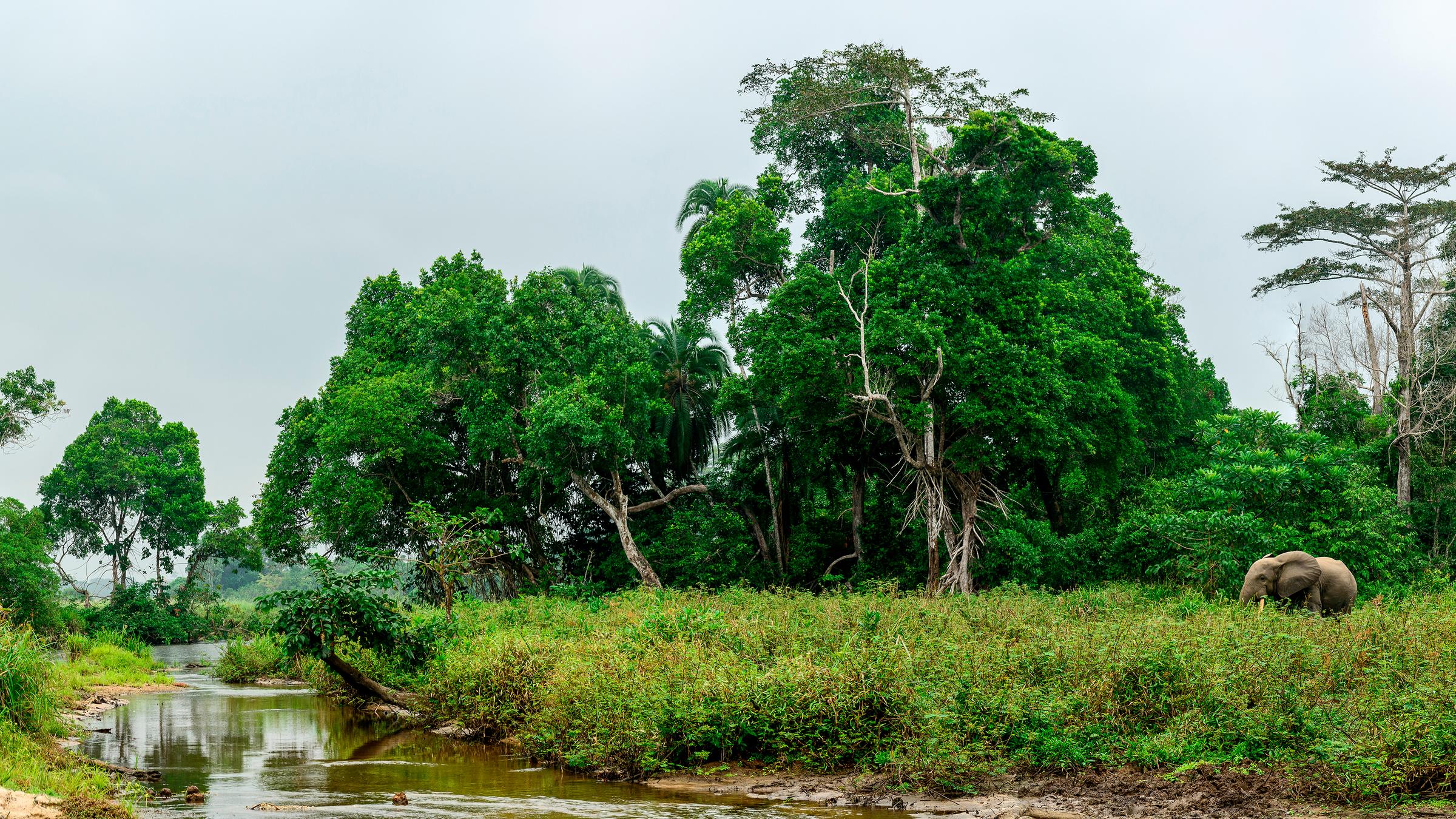 Odzala-Kokoua National Park, Waldmassiv im Kongo