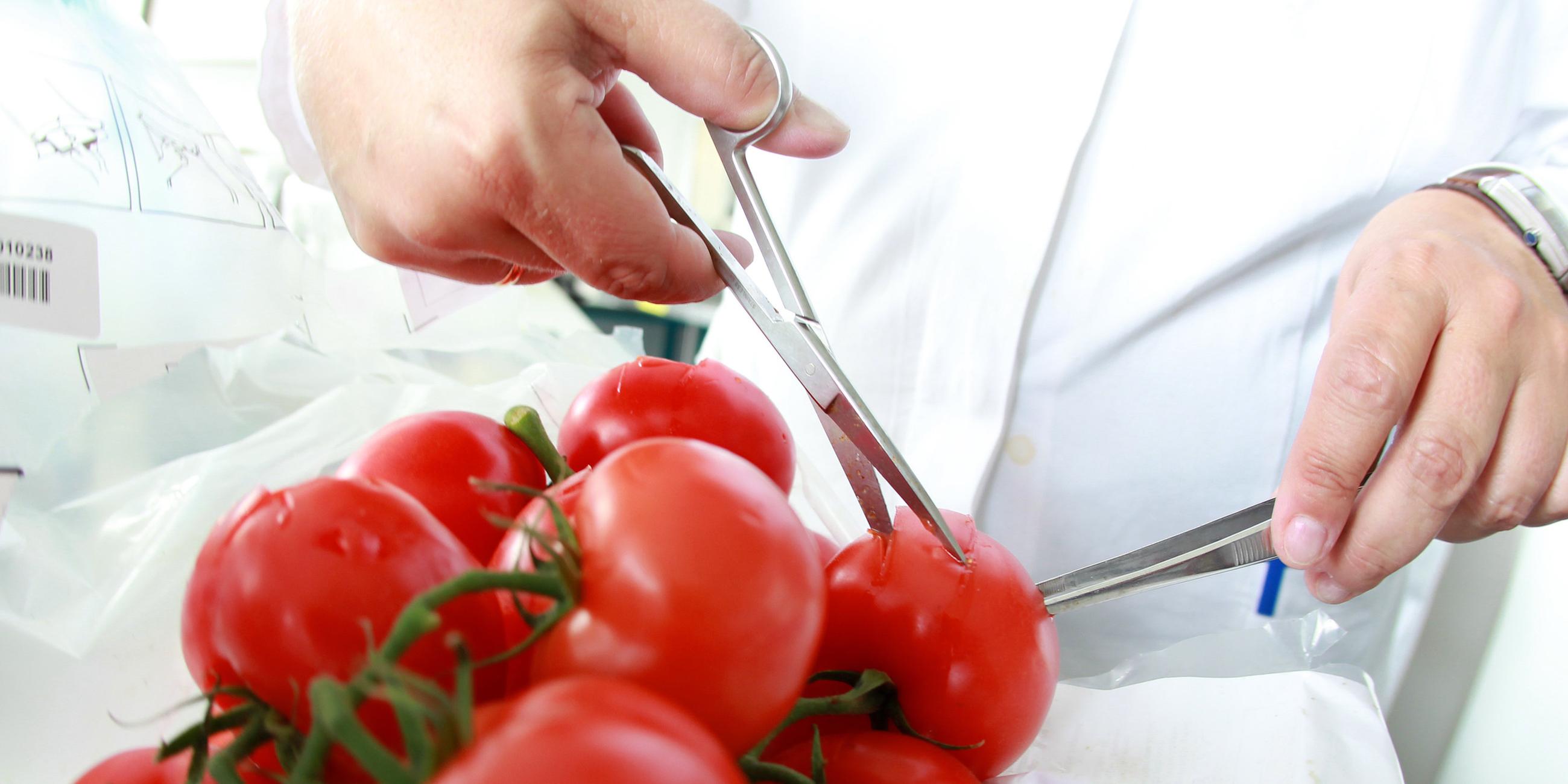 Ein Haufen von Tomaten liegt auf einer Plastikfolie und wird von zwei Händen mit jeweils einer Laborschere angeschnitten.
