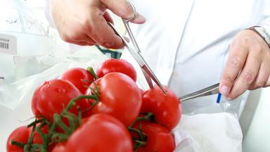 Ein Haufen von Tomaten liegt auf einer Plastikfolie und wird von zwei Händen mit jeweils einer Laborschere angeschnitten.