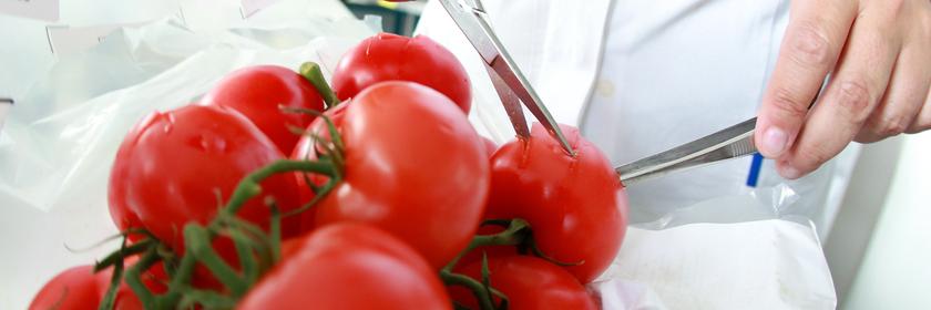 Ein Haufen von Tomaten liegt auf einer Plastikfolie und wird von zwei Händen mit jeweils einer Laborschere angeschnitten.