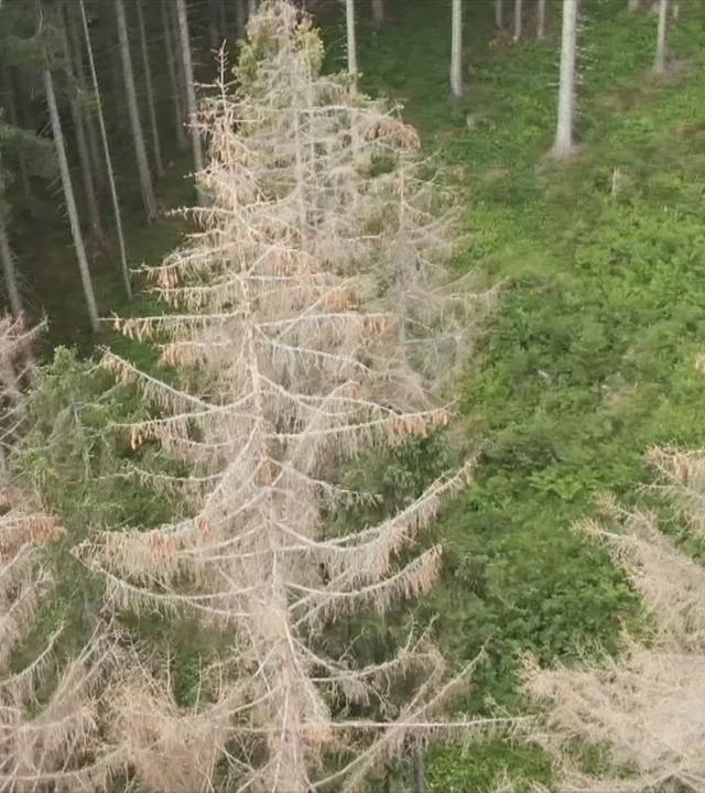 oezdemir-stellt-bundeswaldinventur-vor